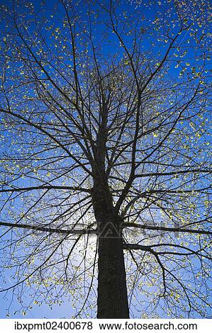 Stock Photo - "A silhouetted deciduous tree with emerging buds against a blue sky in spring, Lanaudiere, Quebec, Canada, North America". Fotosearch