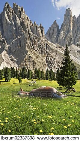 "A sleeping Haflinger horse, Geisler Mountains at the back, Gschnagenhardt Alm alp, Villnoesstal valley, Puez-Geisler Nature Park, province of Bolzano-Bozen, Italy, Europe" View Large Photo Image Stock Photo - "A sleeping Haflinger horse, Geisler Mountains at the back, Gschnagenhardt Alm alp, Villnoesstal valley, Puez-Geisler Nature Park, province of Bolzano-Bozen, Italy, Europe". Fotosearch