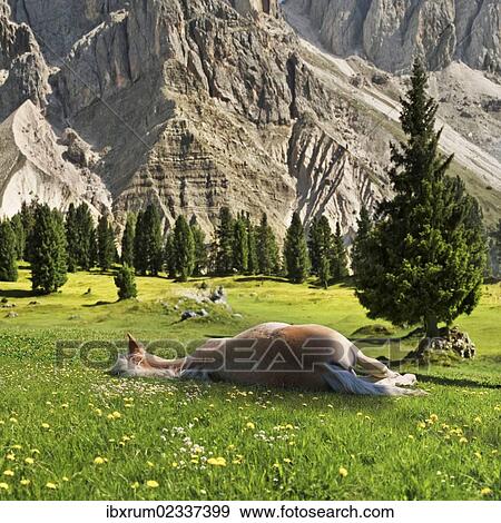 "A sleeping Haflinger horse, Geisler Mountains at the back, Gschnagenhardt Alm alp, Villnoesstal valley, Puez-Geisler Nature Park, province of Bolzano-Bozen, Italy, Europe" View Large Photo Image Stock Photo - "A sleeping Haflinger horse, Geisler Mountains at the back, Gschnagenhardt Alm alp, Villnoesstal valley, Puez-Geisler Nature Park, province of Bolzano-Bozen, Italy, Europe". Fotosearch