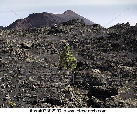 Stock Photo - "A sole Canary Island Pine (Pinus canariensis) growing in the volcanic landscape, San Antonio volcano and Teneguia volcano at the back, Los Canarios, Fuencaliente, La Palma, Canary Islands, Spain, Europe". Fotosearch