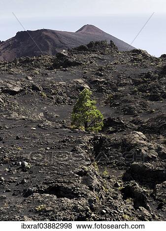 "A sole Canary Island Pine (Pinus canariensis) growing in the volcanic landscape, San Antonio volcano and Teneguia volcano at the back, Los Canarios, Fuencaliente, La Palma, Canary Islands, Spain, Europe" View Large Photo Image Stock Photo - "A sole Canary Island Pine (Pinus canariensis) growing in the volcanic landscape, San Antonio volcano and Teneguia volcano at the back, Los Canarios, Fuencaliente, La Palma, Canary Islands, Spain, Europe". Fotosearch
