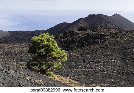 Stock Photograph - "A sole Canary Island Pine (Pinus canariensis) growing in the volcanic landscape, San Antonio volcano and Teneguia volcano at the back, Los Canarios, Fuencaliente, La Palma, Canary Islands, Spain, Europe". Fotosearch