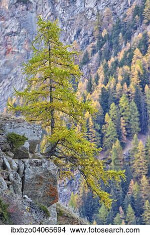 "A solitary Larch (Larix decidua) on a rock, Gran Paradiso National Park, Valnontey, Piedmont, Italy, Europe" View Large Photo Image Picture - "A solitary Larch (Larix decidua) on a rock, Gran Paradiso National Park, Valnontey, Piedmont, Italy, Europe". Fotosearch