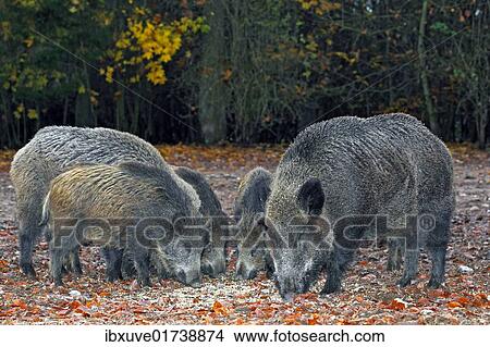 "A sounder of wild boars (Sus scrofa), in autumn" View Large Photo Image Picture - "A sounder of wild boars (Sus scrofa), in autumn". Fotosearch