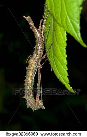 "A stick insect (Phasmida) sloughing its skin, Tandayapa region, Andean cloud forest, rainforest, Ecuador, South America" View Large Photo Image Stock Photo - "A stick insect (Phasmida) sloughing its skin, Tandayapa region, Andean cloud forest, rainforest, Ecuador, South America". Fotosearch