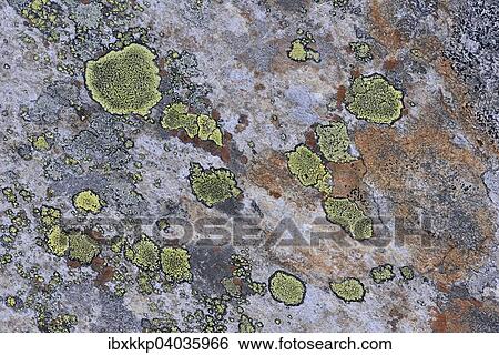 "A stone overgrown with lichen in a Fjell landscape, Rondane National Park, Norway, Europe" View Large Photo Image Stock Photograph - "A stone overgrown with lichen in a Fjell landscape, Rondane National Park, Norway, Europe". Fotosearch