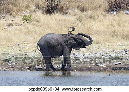 Picture - "A sub-adult African Elephant (Loxodonta africana) mud bathing at a waterhole, Etosha National Park, Namibia, Africa". Fotosearch