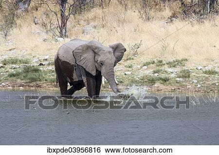 Stock Photograph - "A sub-adult African Elephant (Loxodonta africana) standing in water and splashing his trunk, Etosha National Park, Namibia, Africa". Fotosearch