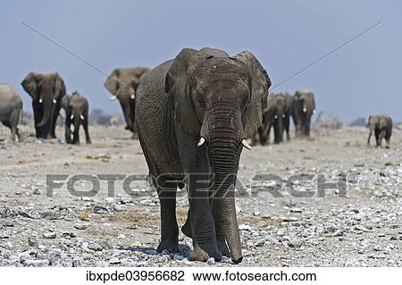 Stock Image - "A sub-adult male African Elephant (Loxodonta africana), herd of African Elephants behind, Etosha National Park, Namibia, Africa". Fotosearch