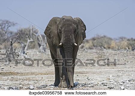 Stock Photo - "A sub-adult male African Elephant (Loxodonta africana), Etosha National Park, Namibia, Africa". Fotosearch