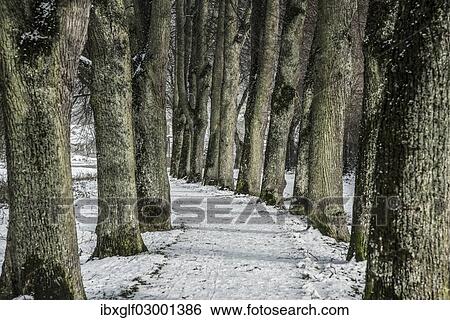 "A tree-lined road in winter, Pappenheim, Middle Franconia, Bavaria, Germany, Europe" View Large Photo Image Stock Photograph - "A tree-lined road in winter, Pappenheim, Middle Franconia, Bavaria, Germany, Europe". Fotosearch