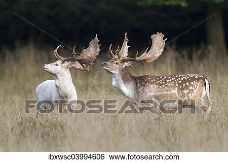 Stock Photograph - "A white and a normally colored fallow deer (Dama dama), Copenhagen, Denmark, Europe". Fotosearch