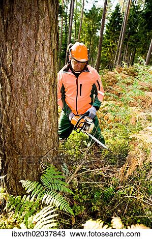 A woodcutter at work in the forest View Large Photo Image Stock Image - A woodcutter at work in the forest. Fotosearch