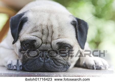 Stock Image - A young pug is dozing on a wooden bench. Fotosearch