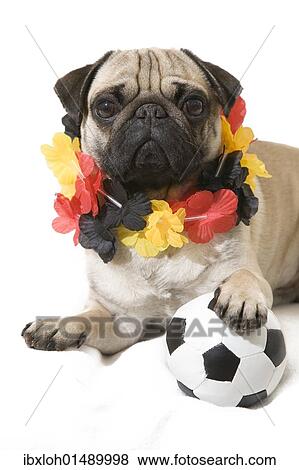 Stock Photo - "A young pug with a black, red and gold garland around its neck and with a paw on top of a football". Fotosearch