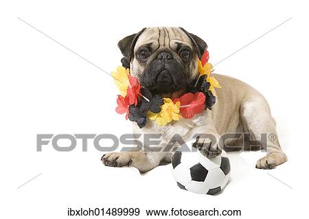 Stock Photo - "A young pug with a black, red and gold garland around its neck and with a paw on top of a football". Fotosearch