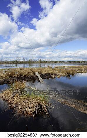 "Abandoned peat cutting area with reflection of clouds, Stammbeckenmoor near Raubling, Alpine Uplands, Bavaria, Germany, Europe" View Large Photo Image Stock Photo - "Abandoned peat cutting area with reflection of clouds, Stammbeckenmoor near Raubling, Alpine Uplands, Bavaria, Germany, Europe". Fotosearch