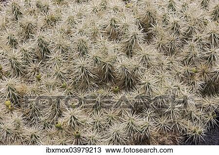 "Abrojo (Opuntia tunicata), native to Mexico" View Large Photo Image Stock Image - "Abrojo (Opuntia tunicata), native to Mexico". Fotosearch