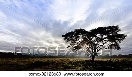"Acacia (Acacia), Lake Nakuru National Park, Kenya, East Africa, PublicGround, Africa" View Large Photo Image Stock Image - "Acacia (Acacia), Lake Nakuru National Park, Kenya, East Africa, PublicGround, Africa". Fotosearch