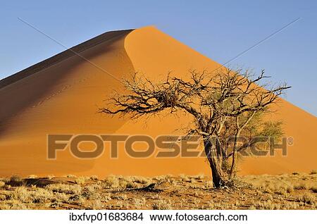 Picture - "Acacia at the foot of a dune near Sossusvlei, Namib Desert, Namib Naukluft Park, Namibia, Africa". Fotosearch