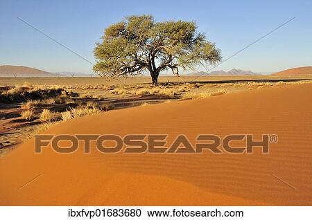 "Acacia at the foot of a dune near Sossusvlei, Namib Desert, Namib Naukluft Park, Namibia, Africa" View Large Photo Image Stock Image - "Acacia at the foot of a dune near Sossusvlei, Namib Desert, Namib Naukluft Park, Namibia, Africa". Fotosearch