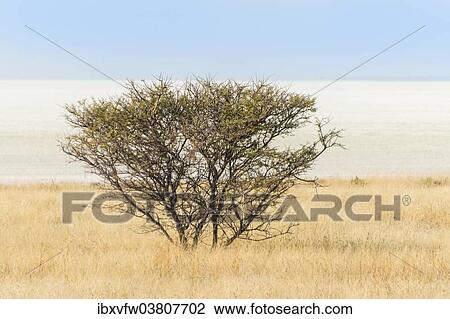 Stock Image - "Acacia bush, Etosha National Park, Namibia, Africa". Fotosearch