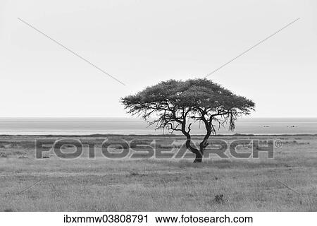 "Acacia, in the back the Etosha Pan, Etosha National Park, Namibia, Africa" View Large Photo Image Stock Image - "Acacia, in the back the Etosha Pan, Etosha National Park, Namibia, Africa". Fotosearch