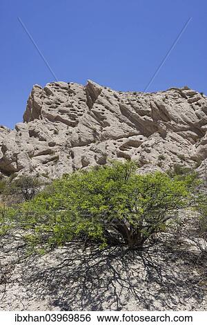 "Acacia shrub and geological formations of a dry lake bed in the Monument Natural Angastaco, Salta, Argentina, South America" View Large Photo Image Stock Photograph - "Acacia shrub and geological formations of a dry lake bed in the Monument Natural Angastaco, Salta, Argentina, South America". Fotosearch