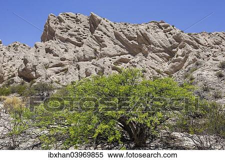 "Acacia shrub and geological formations of a dry lake bed in the Monument Natural Angastaco, Salta, Argentina, South America" View Large Photo Image Stock Photography - "Acacia shrub and geological formations of a dry lake bed in the Monument Natural Angastaco, Salta, Argentina, South America". Fotosearch