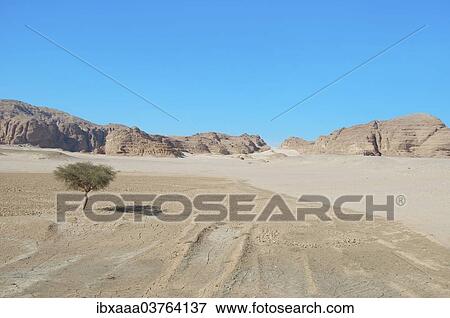 "Acacia tree, desert, Sinai Peninsula, Egypt, Africa" View Large Photo Image Stock Photo - "Acacia tree, desert, Sinai Peninsula, Egypt, Africa". Fotosearch