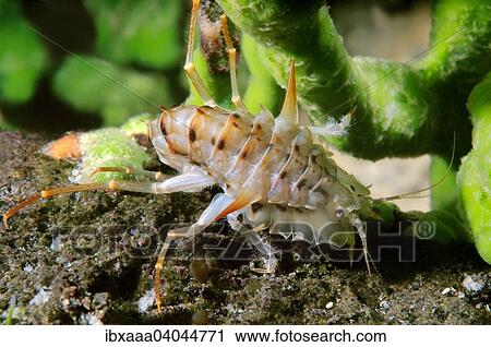 "Acanthogammarus (Acanthogammarus lappaceus), Lake Baikal, Siberia, Russia, Europe" View Large Photo Image Stock Image - "Acanthogammarus (Acanthogammarus lappaceus), Lake Baikal, Siberia, Russia, Europe". Fotosearch