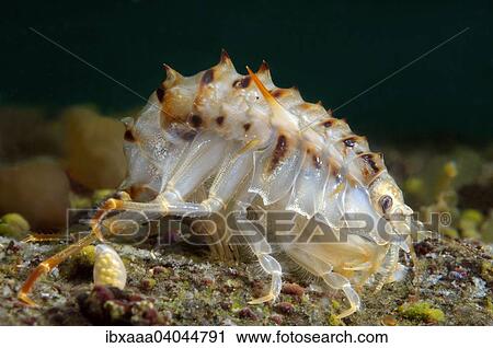 Stock Image - "Acanthogammarus (Acanthogammarus lappaceus), Lake Baikal, Siberia, Russia, Europe". Fotosearch