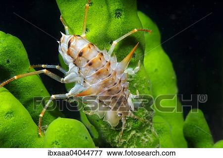 "Acanthogammarus (Acanthogammarus lappaceus), Lake Baikal, Siberia, Russia, Europe" View Large Photo Image Stock Photo - "Acanthogammarus (Acanthogammarus lappaceus), Lake Baikal, Siberia, Russia, Europe". Fotosearch