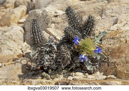 "Acanthopsis (Acanthopsis disperma) in its habitat, Richtersveld, Richtersveld Nationalpark, Northern Cape, South Africa, Africa" View Large Photo Image Stock Photo - "Acanthopsis (Acanthopsis disperma) in its habitat, Richtersveld, Richtersveld Nationalpark, Northern Cape, South Africa, Africa". Fotosearch