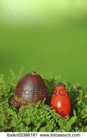 Acorn and a rosehip View Large Photo Image Stock Photo - Acorn and a rosehip. Fotosearch