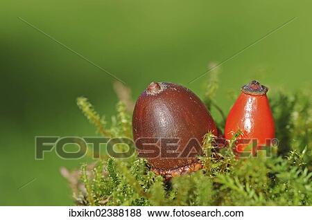 Acorn and a rosehip View Large Photo Image Stock Photo - Acorn and a rosehip. Fotosearch