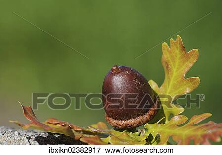 "Acorn, autumn" View Large Photo Image Stock Photo - "Acorn, autumn". Fotosearch