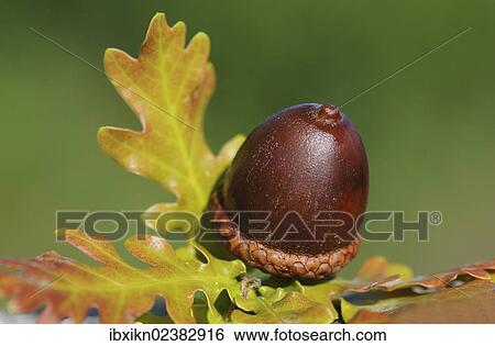 "Acorn, autumn" View Large Photo Image Stock Photograph - "Acorn, autumn". Fotosearch