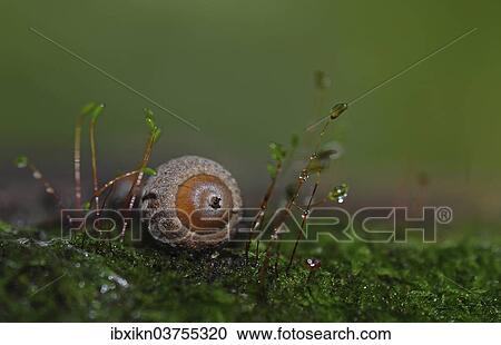 "Acorn lying on moss, Schleswig-Holstein, Germany, Europe" View Large Photo Image Stock Image - "Acorn lying on moss, Schleswig-Holstein, Germany, Europe". Fotosearch