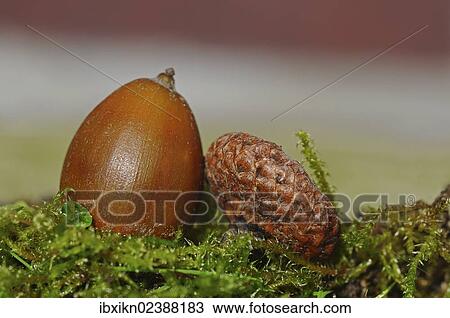 Acorn View Large Photo Image Stock Image - Acorn. Fotosearch