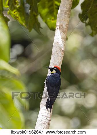 "Acorn Woodpecker (Melanerpes formicivorus striatipectus), Costa Rica, Central America, North America" View Large Photo Image Stock Photo - "Acorn Woodpecker (Melanerpes formicivorus striatipectus), Costa Rica, Central America, North America". Fotosearch