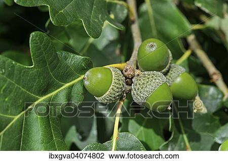"Acorns of the Downy Oak or Pubescent Oak (Quercus pubescens), Alsace, France, Europe" View Large Photo Image Stock Image - "Acorns of the Downy Oak or Pubescent Oak (Quercus pubescens), Alsace, France, Europe". Fotosearch