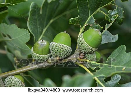 Stock Image - "Acorns of the Downy Oak or Pubescent Oak (Quercus pubescens), Alsace, France, Europe". Fotosearch
