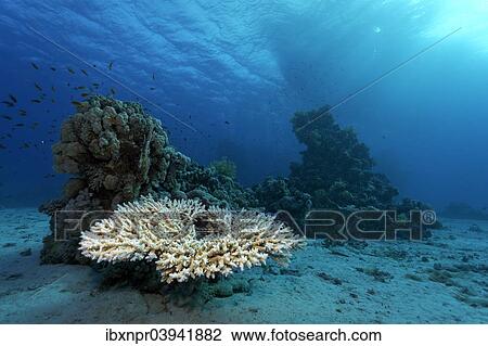 "Acropora table coral (Acropora sp. ) on small coral reef in the sandy ground, Red Sea, Egypt, Africa" View Large Photo Image Stock Image - "Acropora table coral (Acropora sp. ) on small coral reef in the sandy ground, Red Sea, Egypt, Africa". Fotosearch
