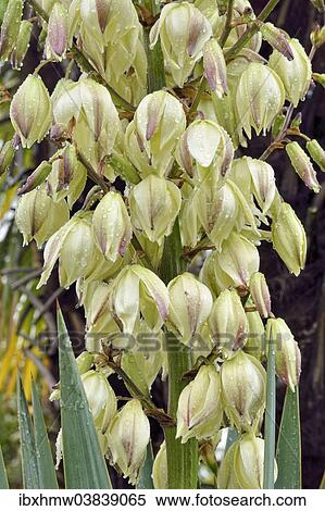 "Adam's Needle, Spanish Bayonet or Spoon-leaf Yucca (Yucca filamentosa) during rain, Canton of Tessin, Switzerland, Europe" View Large Photo Image Stock Photography - "Adam's Needle, Spanish Bayonet or Spoon-leaf Yucca (Yucca filamentosa) during rain, Canton of Tessin, Switzerland, Europe". Fotosearch