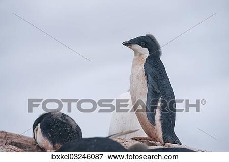 "Adelie Penguin (Pygoscelis adeliae), young bird during the juvenile moult, Petermann Island, Antarctic Peninsula, Antarctica" View Large Photo Image Stock Photo - "Adelie Penguin (Pygoscelis adeliae), young bird during the juvenile moult, Petermann Island, Antarctic Peninsula, Antarctica". Fotosearch