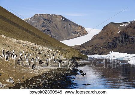 "Adelie Penguins (Pygoscelis adeliae), Devil Island, Weddell Sea, Southern Ocean, Antarctica" View Large Photo Image Stock Photography - "Adelie Penguins (Pygoscelis adeliae), Devil Island, Weddell Sea, Southern Ocean, Antarctica". Fotosearch
