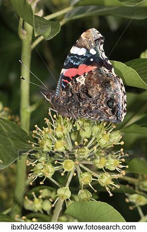 "Admiral Butterfly (Vanessa atalanta) sucking nectar from Ivy, Untergroeningen, Baden-Wuerttemberg, Germany, Europe" View Large Photo Image Stock Photo - "Admiral Butterfly (Vanessa atalanta) sucking nectar from Ivy, Untergroeningen, Baden-Wuerttemberg, Germany, Europe". Fotosearch