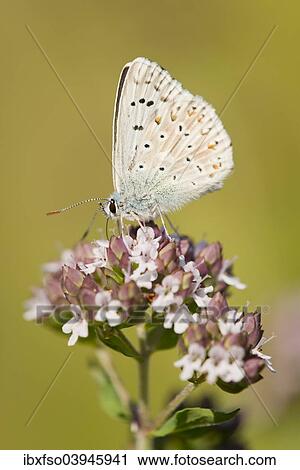 "Adonis Blue (Polyommatus bellargus, Lysandra bellargus) on a Wild Marjoram or Oregano plant (Origanum vulgare), feeding on nectar, Thuringia, Germany, Europe" View Large Photo Image Stock Image - "Adonis Blue (Polyommatus bellargus, Lysandra bellargus) on a Wild Marjoram or Oregano plant (Origanum vulgare), feeding on nectar, Thuringia, Germany, Europe". Fotosearch
