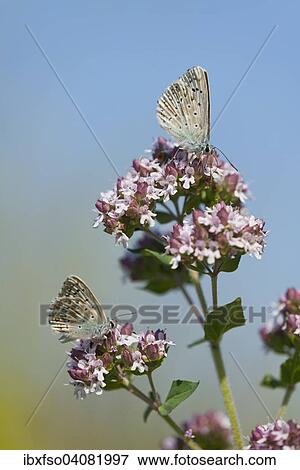 "Adonis blue (Polyommatus bellargus, Lysandra bellargus) sucking nectar from oregano (Origanum vulgare), Thuringia, Germany, Europe" View Large Photo Image Stock Photo - "Adonis blue (Polyommatus bellargus, Lysandra bellargus) sucking nectar from oregano (Origanum vulgare), Thuringia, Germany, Europe". Fotosearch
